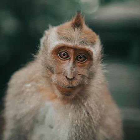 Villa Seremi Ubud Payangan Exteriör bild