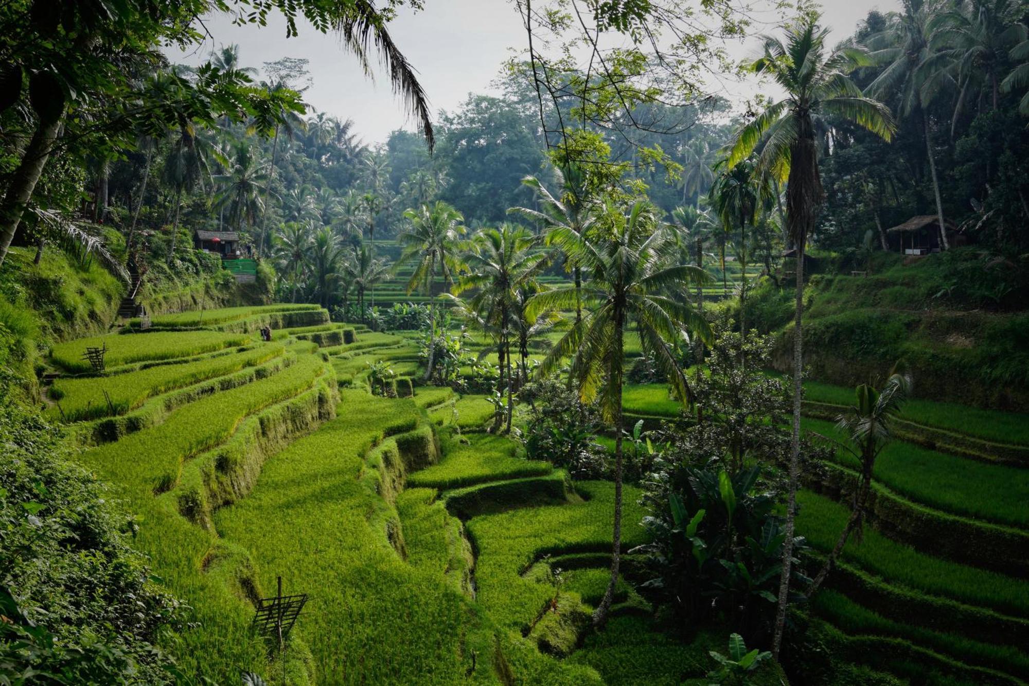 Villa Seremi Ubud Payangan Exteriör bild